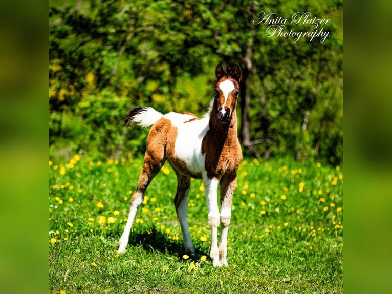 Partbred árabe Semental  Pío in Rauris