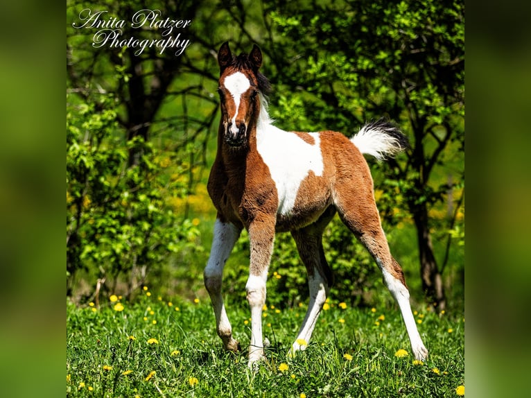 Partbred árabe Semental  Pío in Rauris