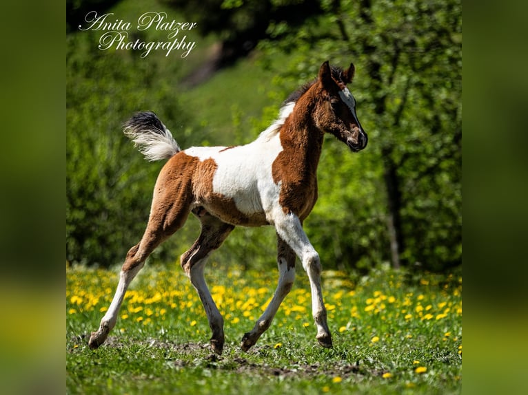Partbred árabe Semental  Pío in Rauris