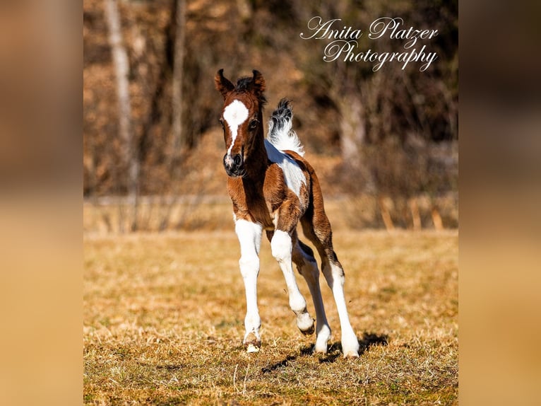 Partbred árabe Semental  Pío in Rauris