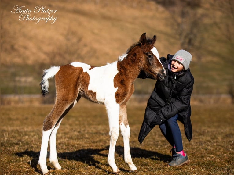 Partbred árabe Semental  Pío in Rauris
