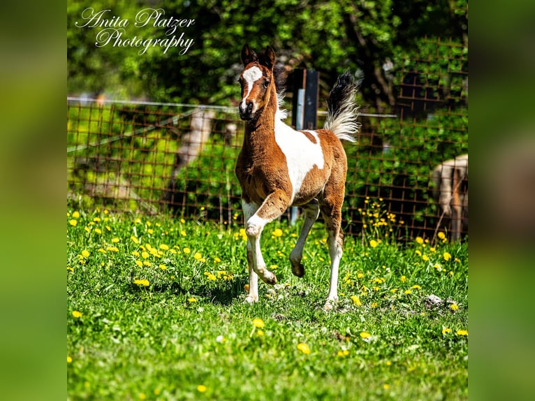 Partbred árabe Semental  Pío in Rauris