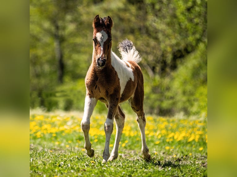 Partbred árabe Semental  Pío in Rauris