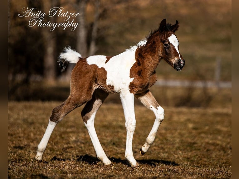 Partbred árabe Semental  Pío in Rauris