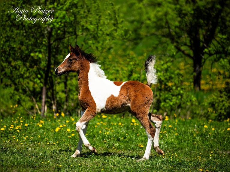 Partbred árabe Semental  Pío in Rauris