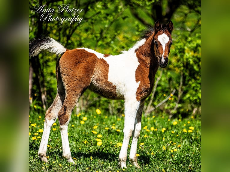 Partbred árabe Semental  Pío in Rauris
