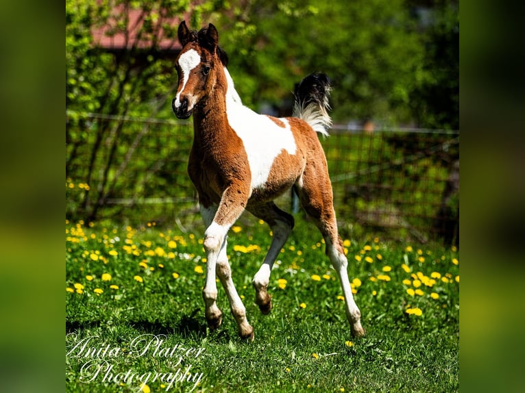 Partbred árabe Semental  Pío in Rauris