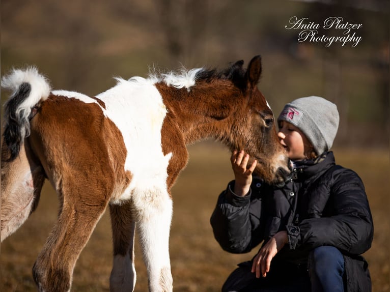 Partbred árabe Semental  Pío in Rauris
