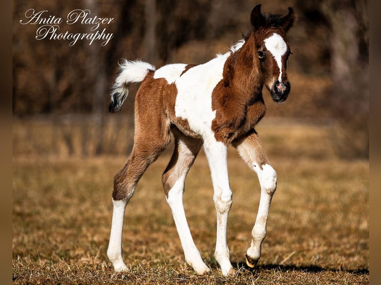 Partbred árabe Semental  Pío in Rauris
