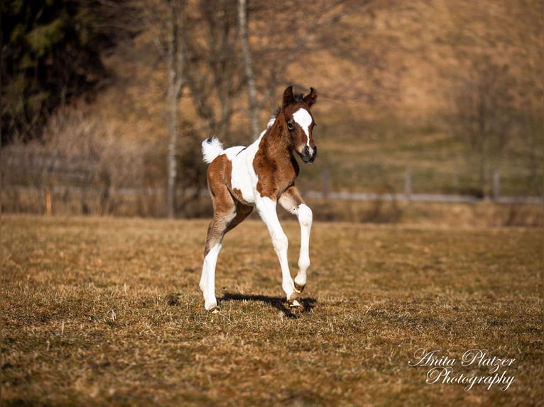 Partbred árabe Semental  Pío in Rauris