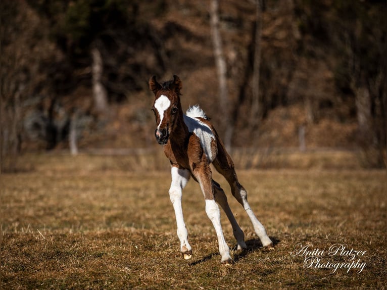Partbred árabe Semental  Pío in Rauris