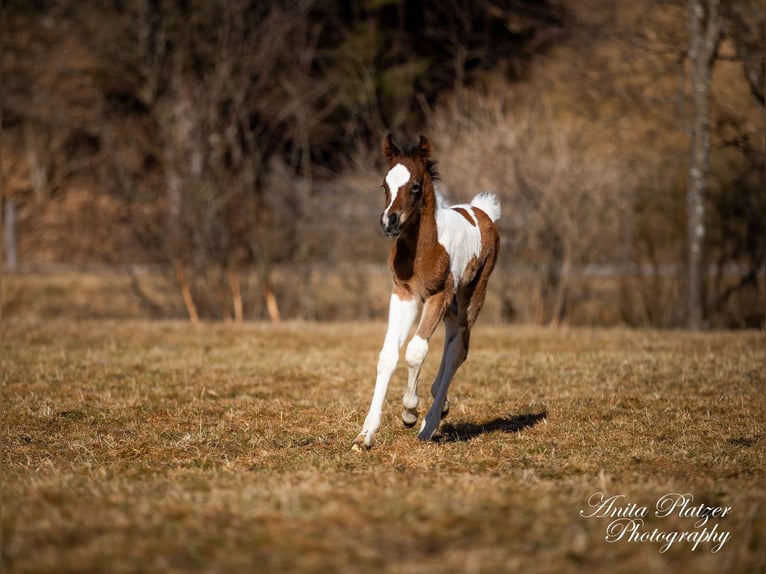 Partbred árabe Semental  Pío in Rauris
