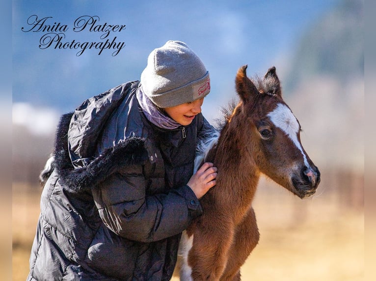 Partbred árabe Semental  Pío in Rauris