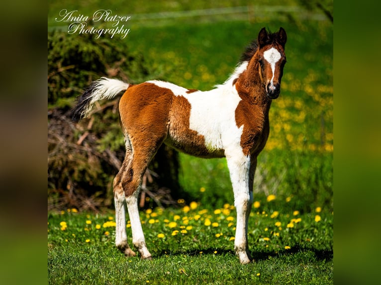 Partbred árabe Semental  Pío in Rauris