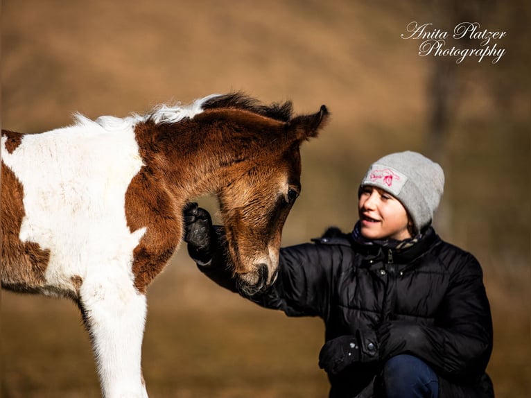 Partbred árabe Semental  Pío in Rauris