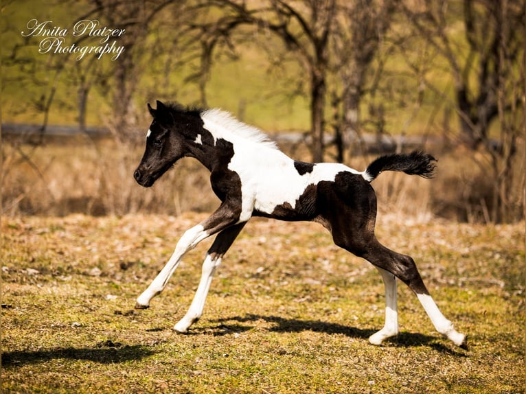 Partbred árabe Semental Potro (03/2026) Pío in Rauris