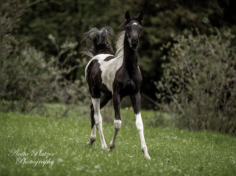 Partbred árabe Semental Potro (03/2026) Pío in Rauris
