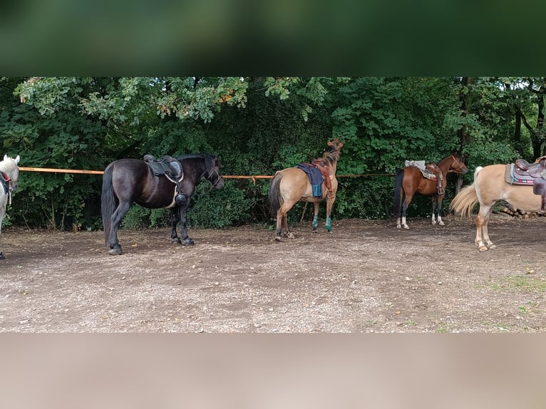 Partbred árabe Mestizo Yegua 10 años 150 cm Castaño in Lebach