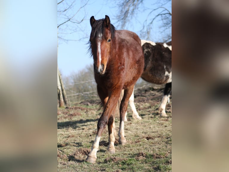 Partbred árabe Mestizo Yegua 10 años 150 cm Castaño in Lebach