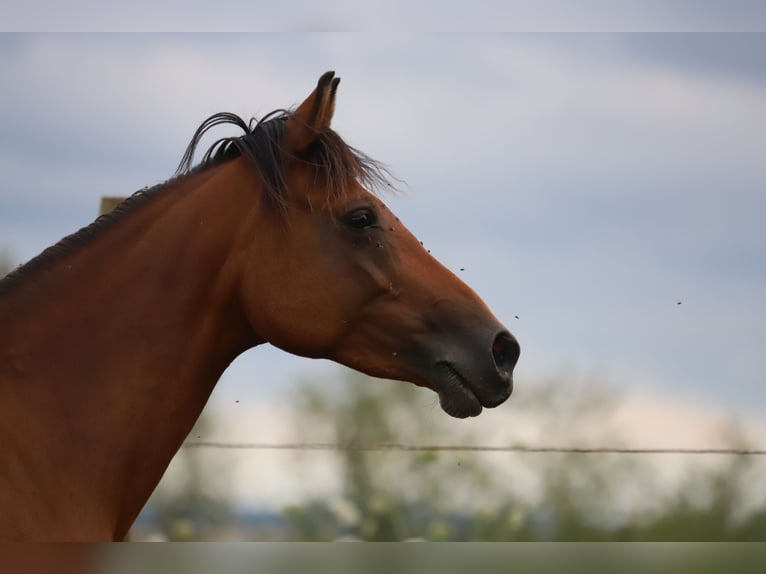 Partbred árabe Mestizo Yegua 10 años 150 cm Castaño in Lebach