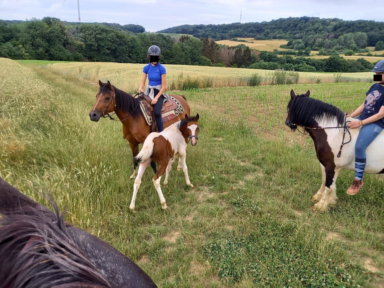 Partbred árabe Mestizo Yegua 10 años 150 cm Castaño in Lebach