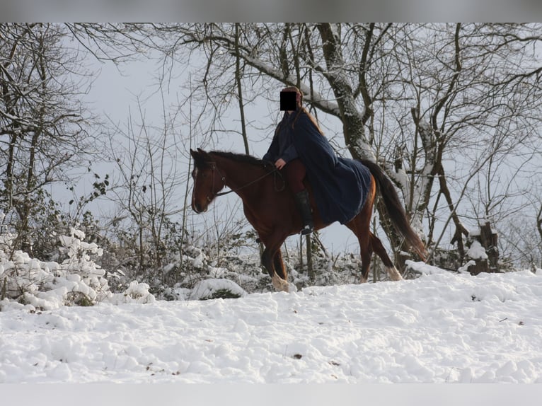 Partbred árabe Mestizo Yegua 10 años 150 cm Castaño in Lebach