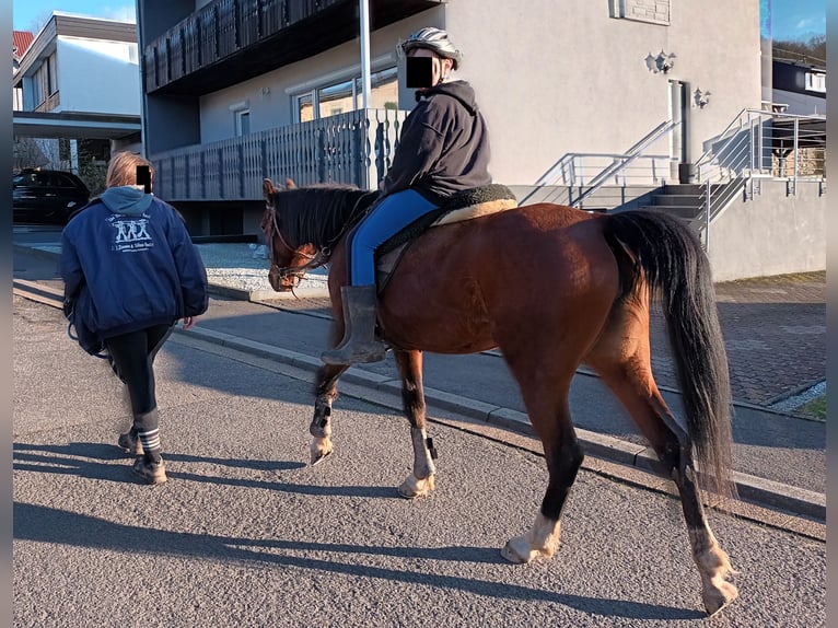 Partbred árabe Mestizo Yegua 10 años 150 cm Castaño in Lebach