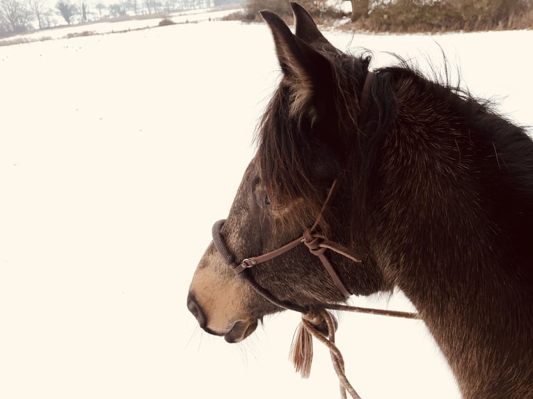 Partbred árabe Yegua 10 años 154 cm Buckskin/Bayo in Malente