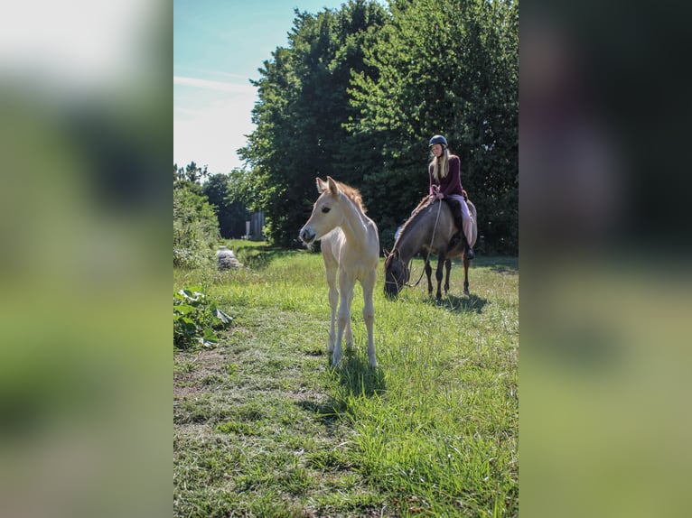 Partbred árabe Yegua 14 años 138 cm Grullo in Erichem