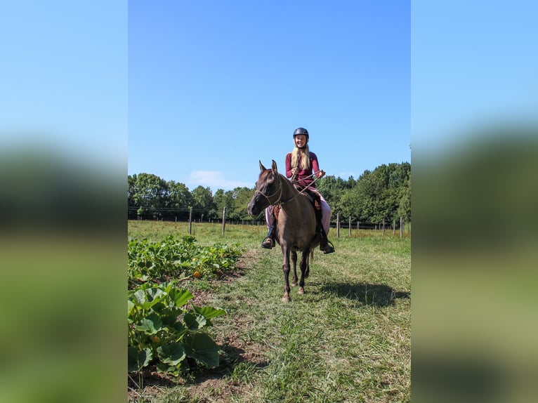 Partbred árabe Yegua 14 años 138 cm Grullo in Erichem
