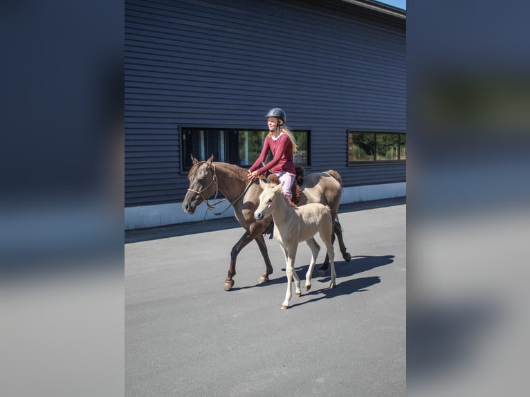 Partbred árabe Yegua 14 años 138 cm Grullo in Erichem