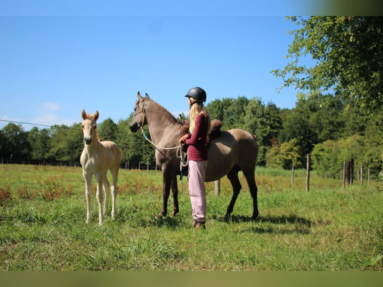 Partbred árabe Yegua 14 años 138 cm Grullo in Erichem