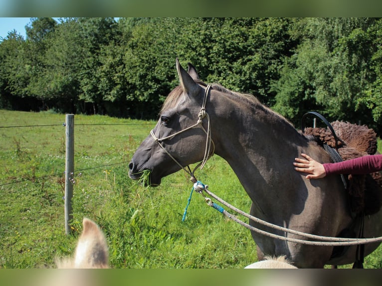 Partbred árabe Yegua 14 años 138 cm Grullo in Erichem