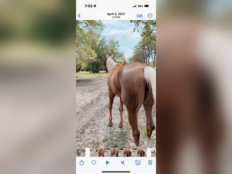 Partbred árabe Mestizo Yegua 17 años 163 cm Palomino in Bacliff