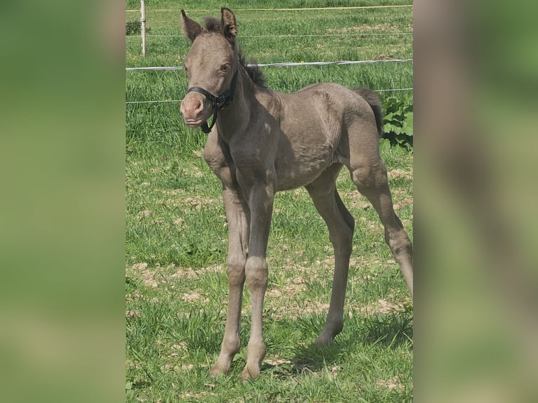 Partbred árabe Yegua 1 año 140 cm Champán in Groesbeek