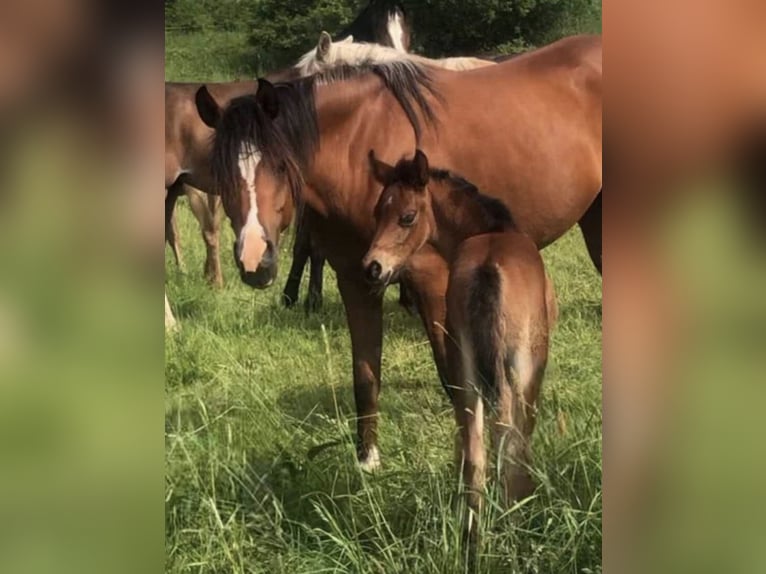Partbred árabe Yegua 1 año 150 cm Castaño in Haunetal