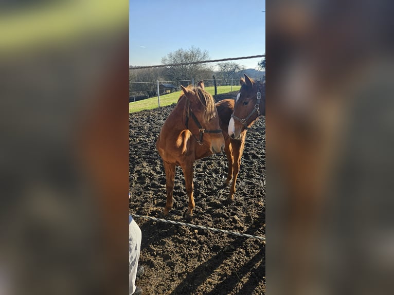 Partbred árabe Yegua 1 año 153 cm Alazán in Obersimten