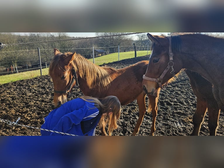 Partbred árabe Yegua 1 año 153 cm Alazán in Obersimten