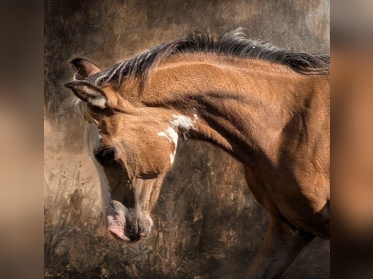 Partbred árabe Yegua 1 año 154 cm Pío in Bócsa