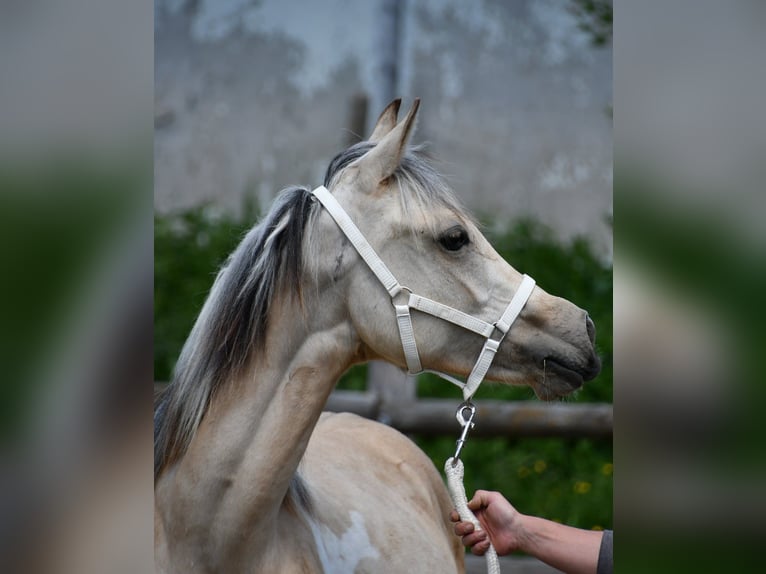 Partbred árabe Yegua 1 año 155 cm Buckskin/Bayo in D&#xFC;sseldorf