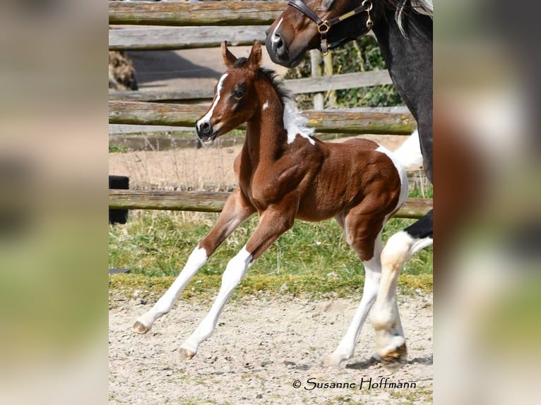 Partbred árabe Yegua 1 año 155 cm Tobiano-todas las-capas in Mörsdorf