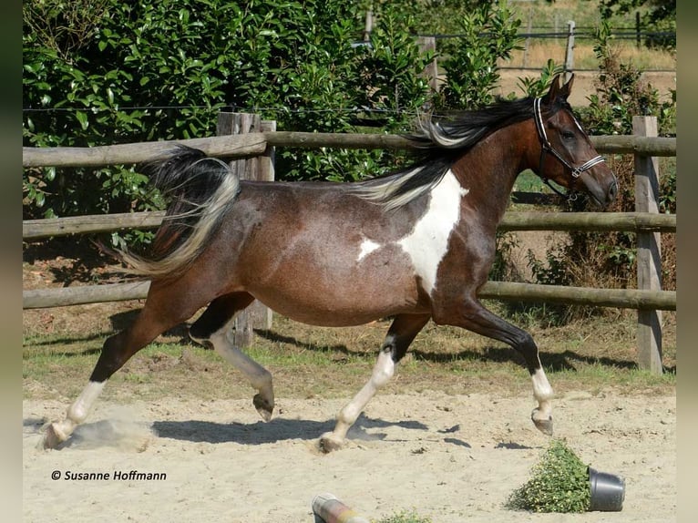 Partbred árabe Yegua 1 año 155 cm Tobiano-todas las-capas in Mörsdorf