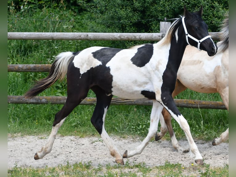 Partbred árabe Yegua 1 año 155 cm Tobiano-todas las-capas in M&#xF6;rsdorf