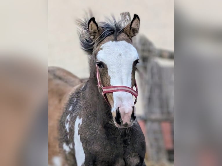 Partbred árabe Yegua 1 año 164 cm Pío in Bócsa