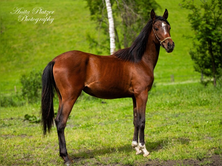 Partbred árabe Yegua 1 año in Rauris