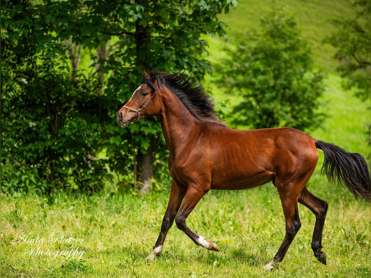 Partbred árabe Yegua 1 año in Rauris