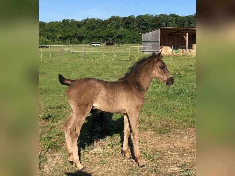 Partbred árabe Yegua 1 año Tordillo negro in VERNON