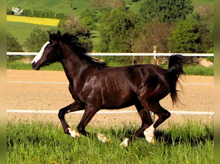 Partbred árabe Yegua 2 años 155 cm Negro in Kehl