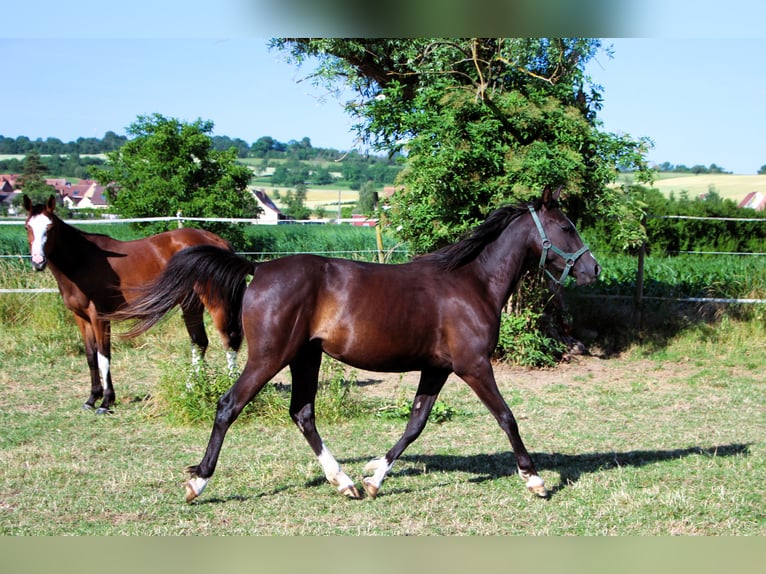 Partbred árabe Yegua 2 años 155 cm Negro in Kehl