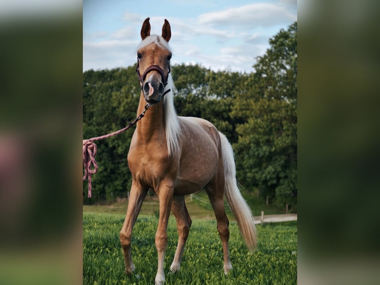 Partbred árabe Yegua 2 años Palomino in Jena